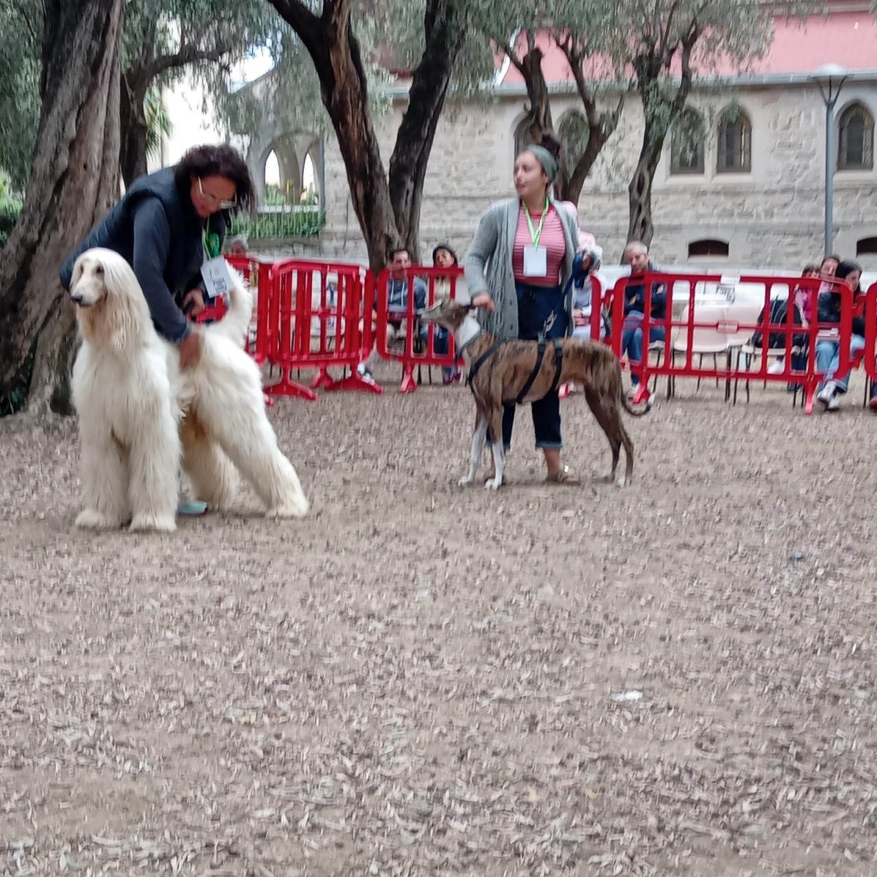 Dog Show: settima edizione tra novità, solidarietà e divertimento