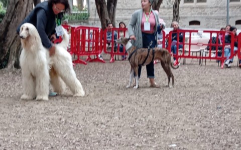 Dog Show: settima edizione tra novità, solidarietà e divertimento