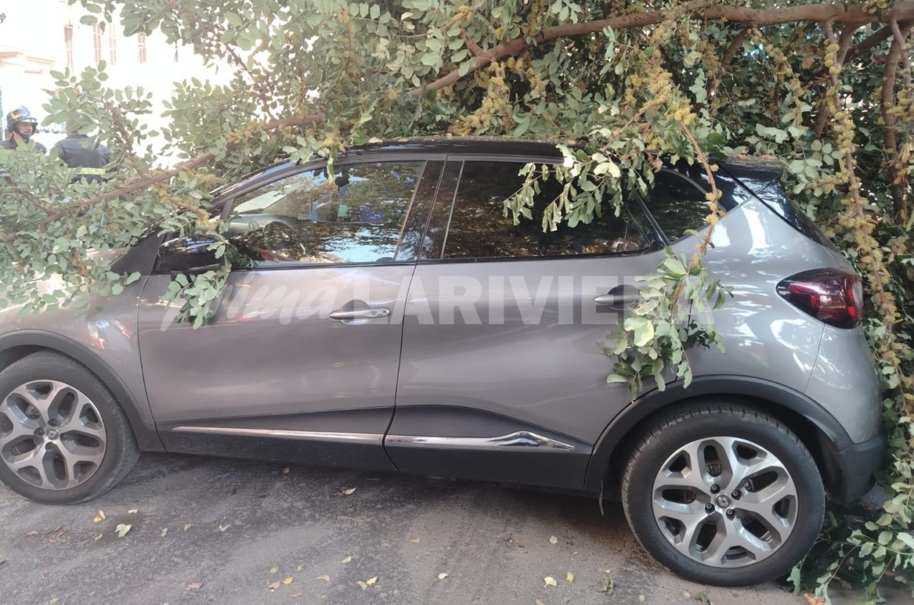 Per due volte un albero le crolla sull’auto, la seconda vettura ha solo due settimane