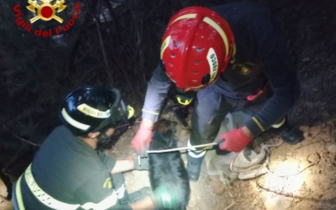 Recuperato dopo 3 giorni cane caduto in un vascone a Ceriana