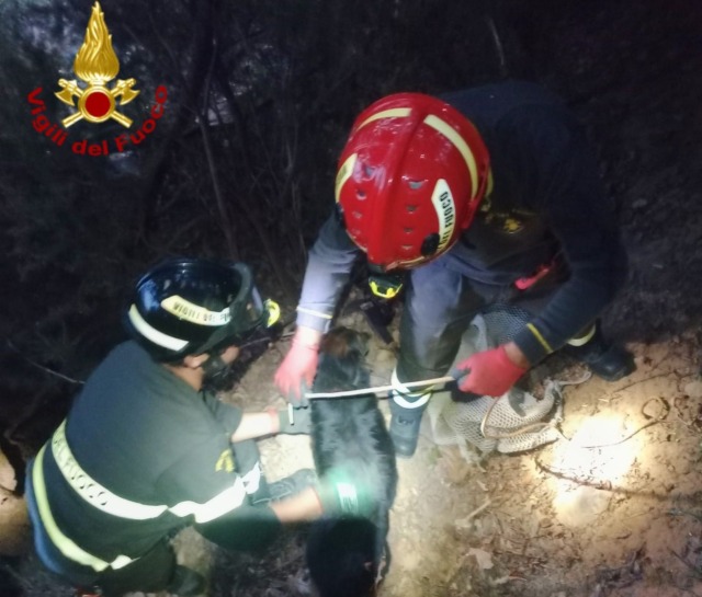 Recuperato dopo 3 giorni cane caduto in un vascone a Ceriana