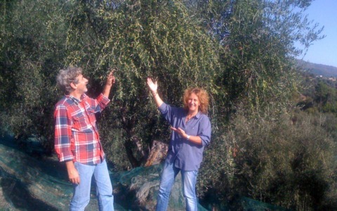 La dedica all’ulivo di Franco Boeri (Olio Roi) in occasione della Giornata Mondiale: “Ogni oliva un piccolo miracolo”