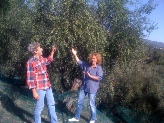 La dedica all’ulivo di Franco Boeri (Olio Roi) in occasione della Giornata Mondiale: “Ogni oliva un piccolo miracolo”