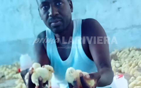 Il sogno di Ndaye si è realizzato: grazie al crowfunding ha acquistato 1.100 pulcini