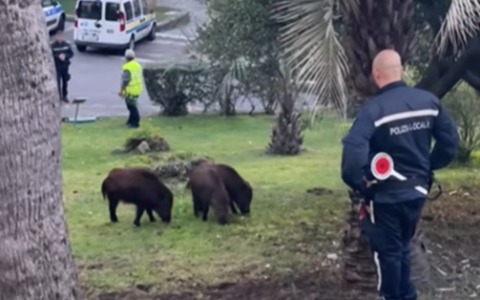 Famiglia di cinghiali a spasso per il parco del Comune di Bordighera – I video