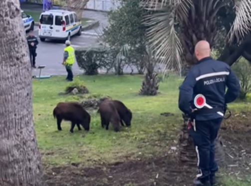 Famiglia di cinghiali a spasso per il parco del Comune di Bordighera – I video