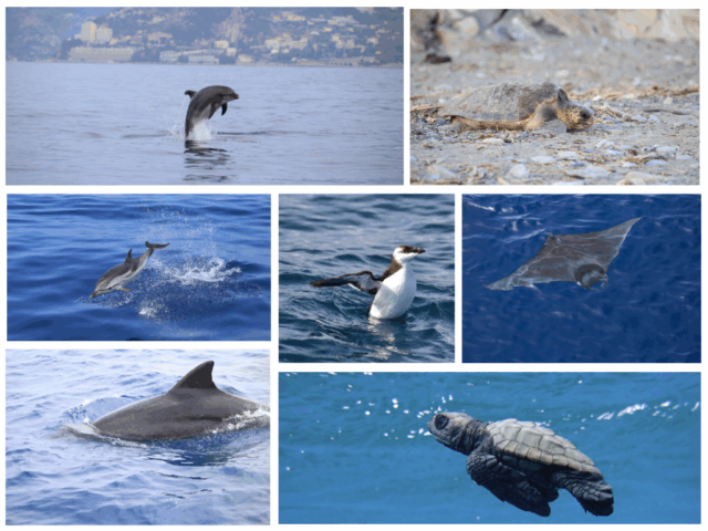 Dalla schiusa delle uova di tartaruga agli avvistamenti di stenelle e altri cetacei. L’anno in numeri dell’associazione Delfini del Ponente