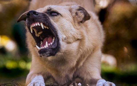 Bimba azzannata al volto da un cane sotto agli occhi della mamma e dei passanti
