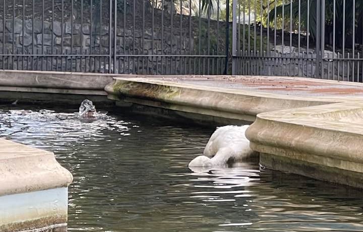 Morto il secondo cigno a Villa Ormond