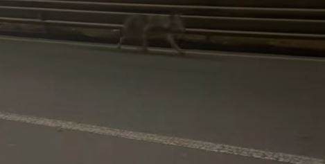 Lupo avvistato a Capo Berta, il video accende il dibattito