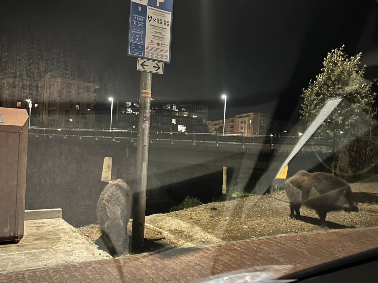 L’incontro ravvicinato di Martina con due cinghiali in centro a Imperia