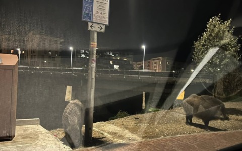 L’incontro ravvicinato di Martina con due cinghiali in centro a Imperia