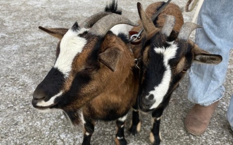 Messa speciale alla Villetta: animali protagonisti per Sant’Antonio Abate