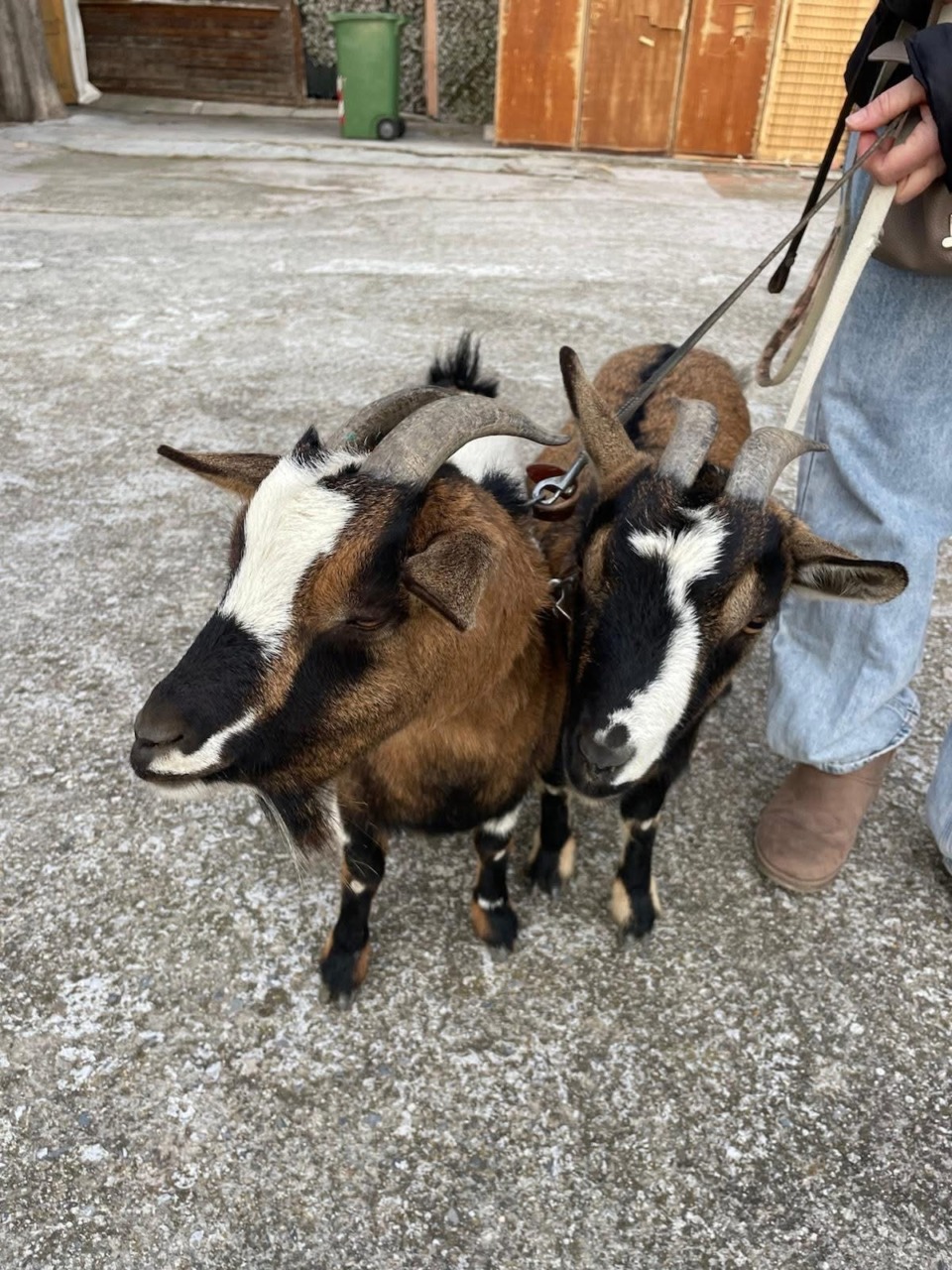 Messa speciale alla Villetta: animali protagonisti per Sant’Antonio Abate