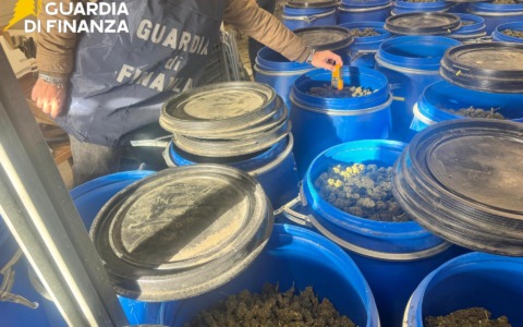 Sequestrati dalla Finanza 530 kg di marijuana e 928 piante nel Ponente ligure