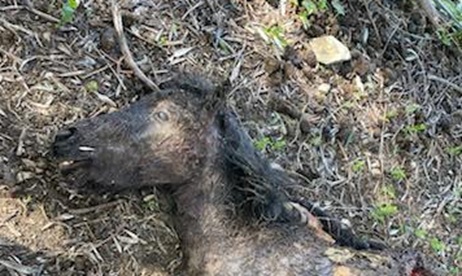 Il cavallino Agostino sbranato da un lupo a Oliveto di Imperia