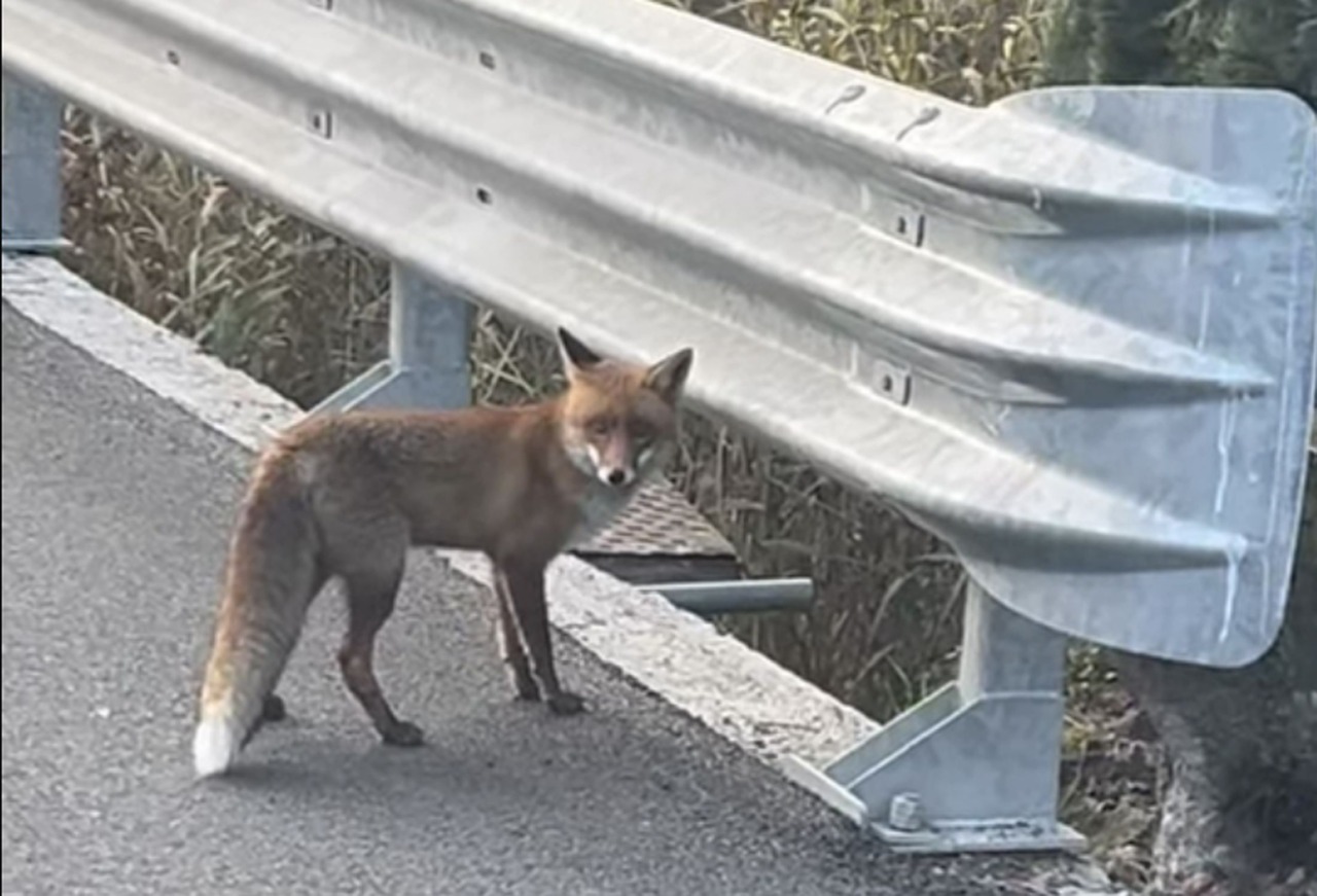 Una volpe a passaggio per le strade della val Nervia. Video