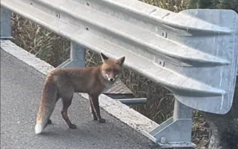 Una volpe a passaggio per le strade della val Nervia. Video