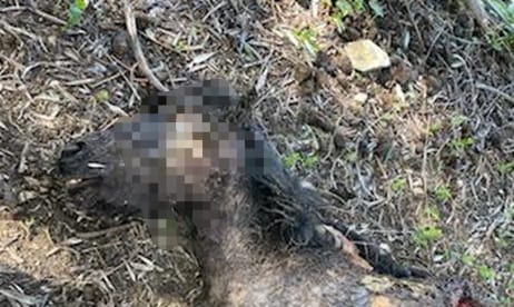 Il cavallino Agostino sbranato da un lupo a Oliveto di Imperia