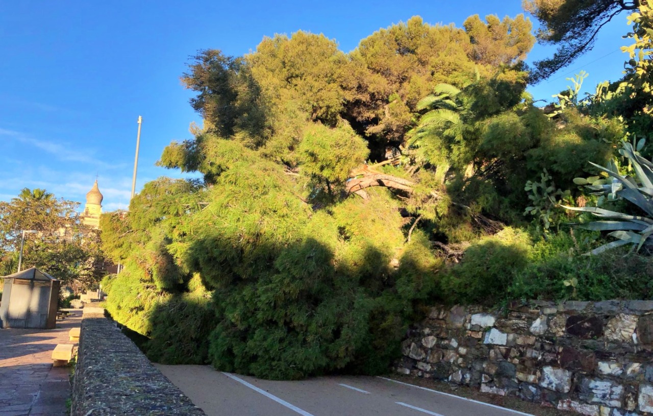 Grosso albero si abbatte sulla pista ciclabile a Imperia