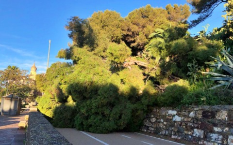 Grosso albero si abbatte sulla pista ciclabile a Imperia