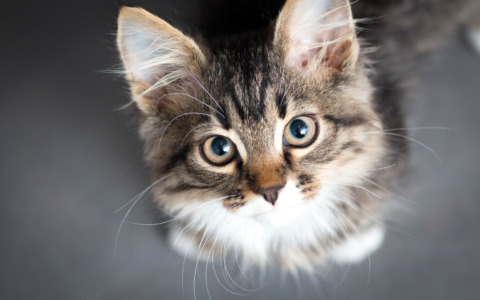 Il 17 febbraio è la Giornata dei Gatti: mandateci le vostre foto. Le pubblicheremo su La Riviera