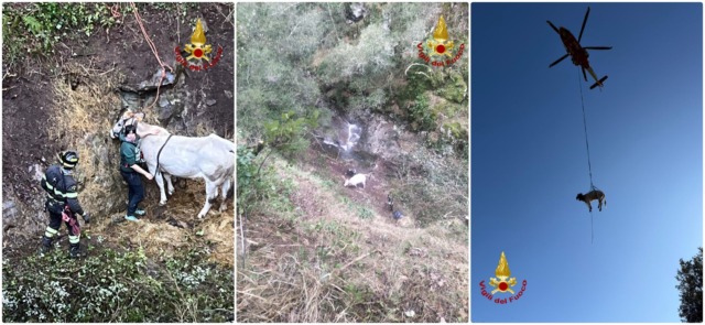Elicottero dei vigili del fuoco recupera mucca finita in un vallone