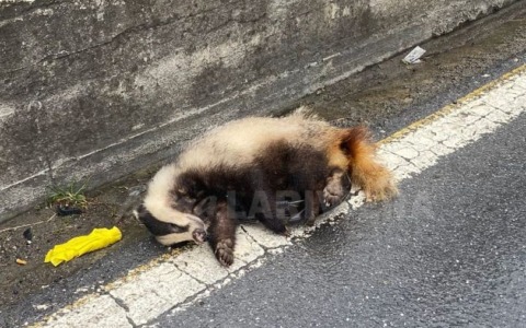 Un tasso travolto e ucciso da un’auto ad Arma di Taggia