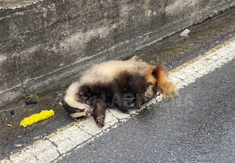 Un tasso travolto e ucciso da un’auto ad Arma di Taggia