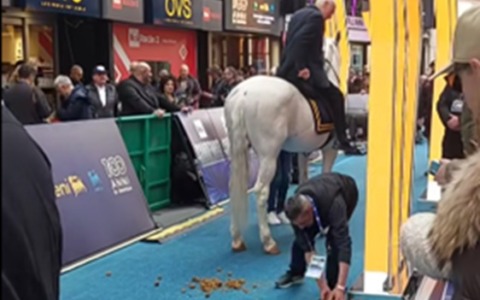 Il cavallo di Bocelli fa i suoi bisogni fuori dall’Ariston e l’inserviente li sposta a mani nude