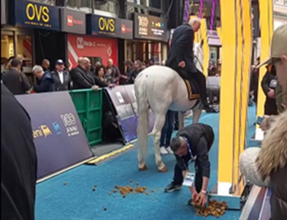 Il cavallo di Bocelli fa i suoi bisogni fuori dall’Ariston e l’inserviente li sposta a mani nude