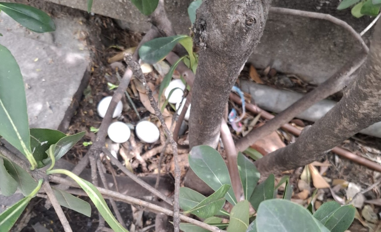 “Cinque uova deposte lungo un marciapiede di Corso Inglesi. Chi può salvare i pulcini che stanno per nascere?”