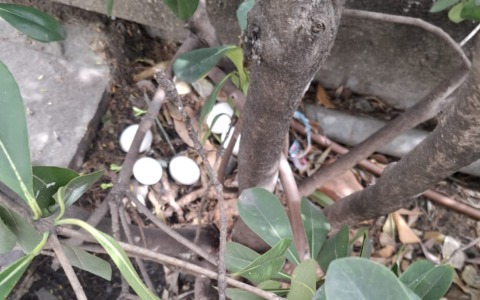 “Cinque uova deposte lungo un marciapiede di Corso Inglesi. Chi può salvare i pulcini che stanno per nascere?”