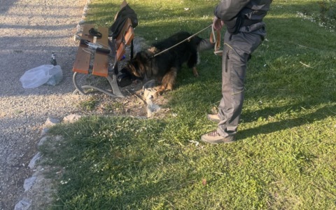 Controlli tra Ventimiglia e Vallecrosia contro lo spaccio. In prima linea il cane “Jester”