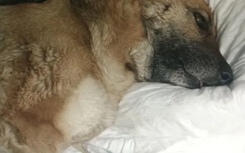 Crowdfunding per salvare la cagnolina Amy morsa da una vipera