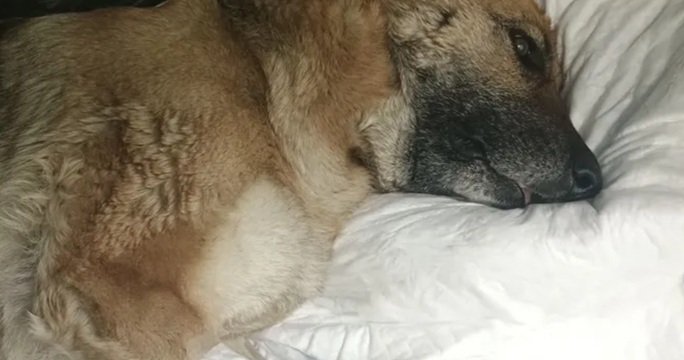 Crowdfunding per salvare la cagnolina Amy morsa da una vipera