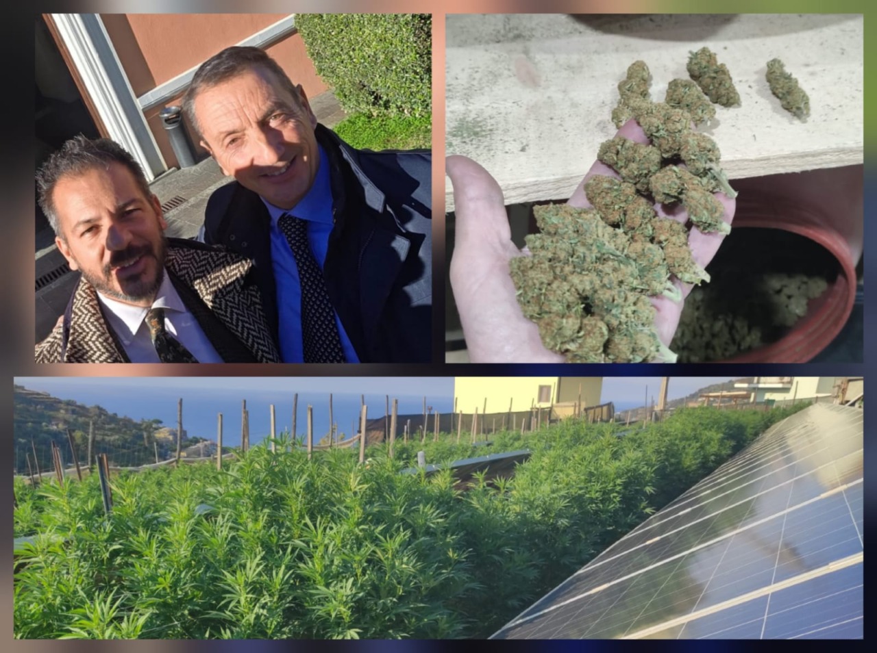 Dissequestrati i 350 kg di canapa. Era legale