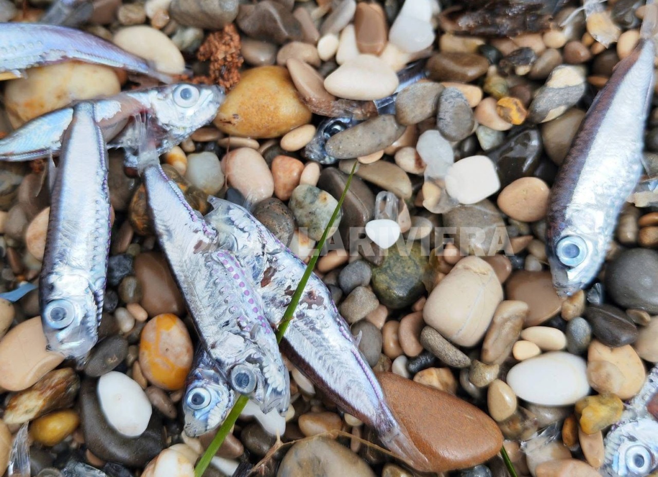 Strana moria di pesci su alcune spiagge tra Mentone e Roquebrune