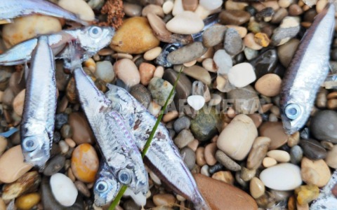 Strana moria di pesci su alcune spiagge tra Mentone e Roquebrune