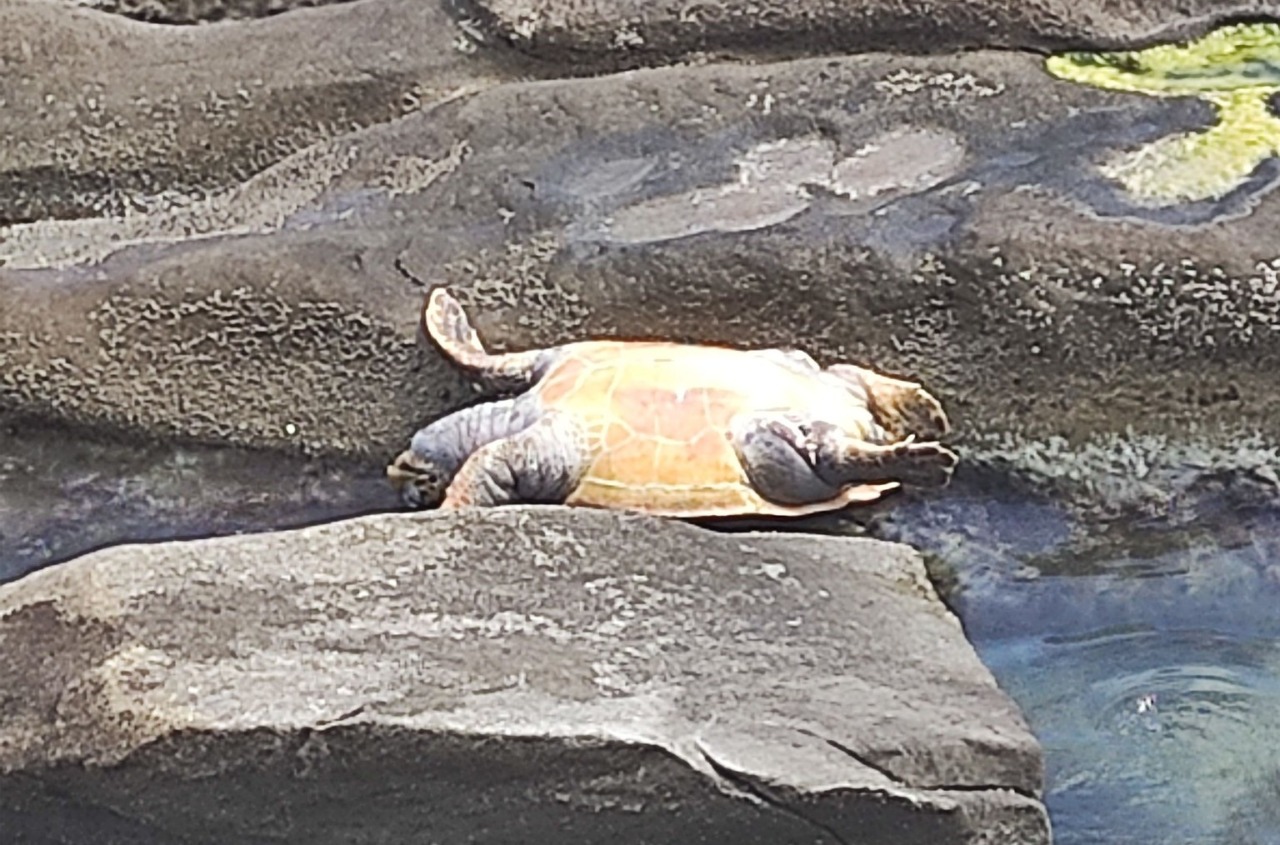 Morta da giorni la tartaruga “spiaggiata” sugli scogli di Sant’Ampelio a Bordighera