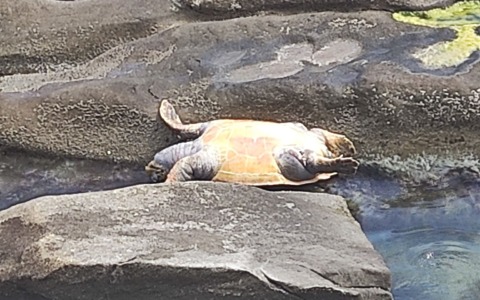 Morta da giorni la tartaruga “spiaggiata” sugli scogli di Sant’Ampelio a Bordighera