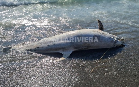 Spiaggiato un delfino a Ospedaletti, interviene la capitaneria di porto