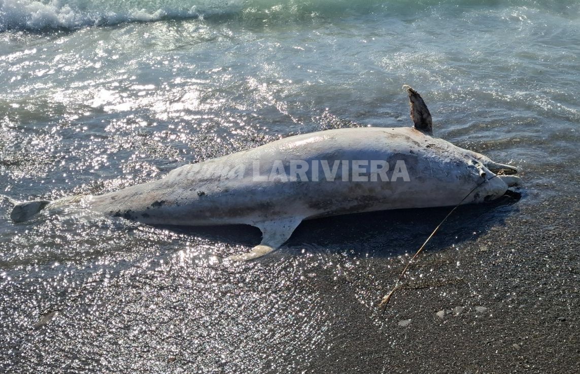 Spiaggiato un delfino a Ospedaletti, interviene la capitaneria di porto