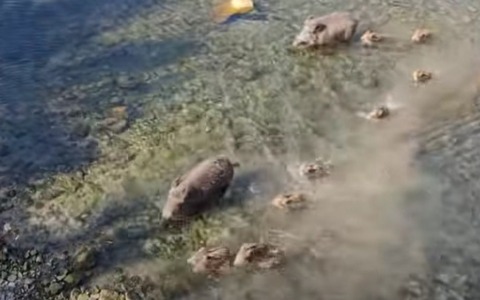 Famiglia di 13 cinghiali guada il torrente a Imperia