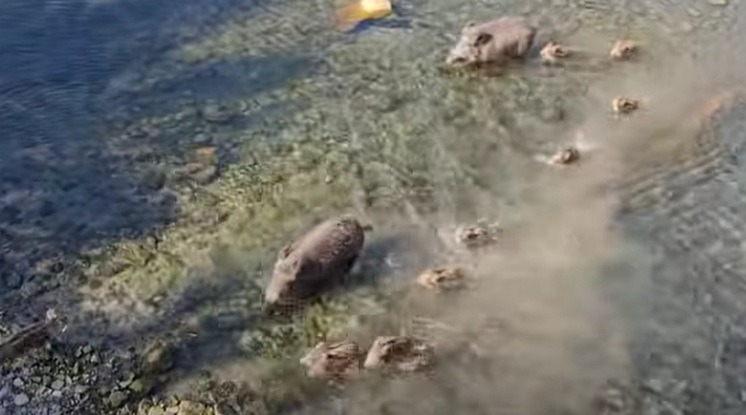 Famiglia di 13 cinghiali guada il torrente a Imperia
