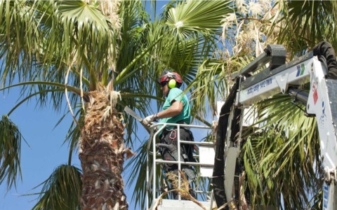 Corso Mombello di Sanremo chiuso al traffico dalle 7 di domani mattina per la potatura delle palme