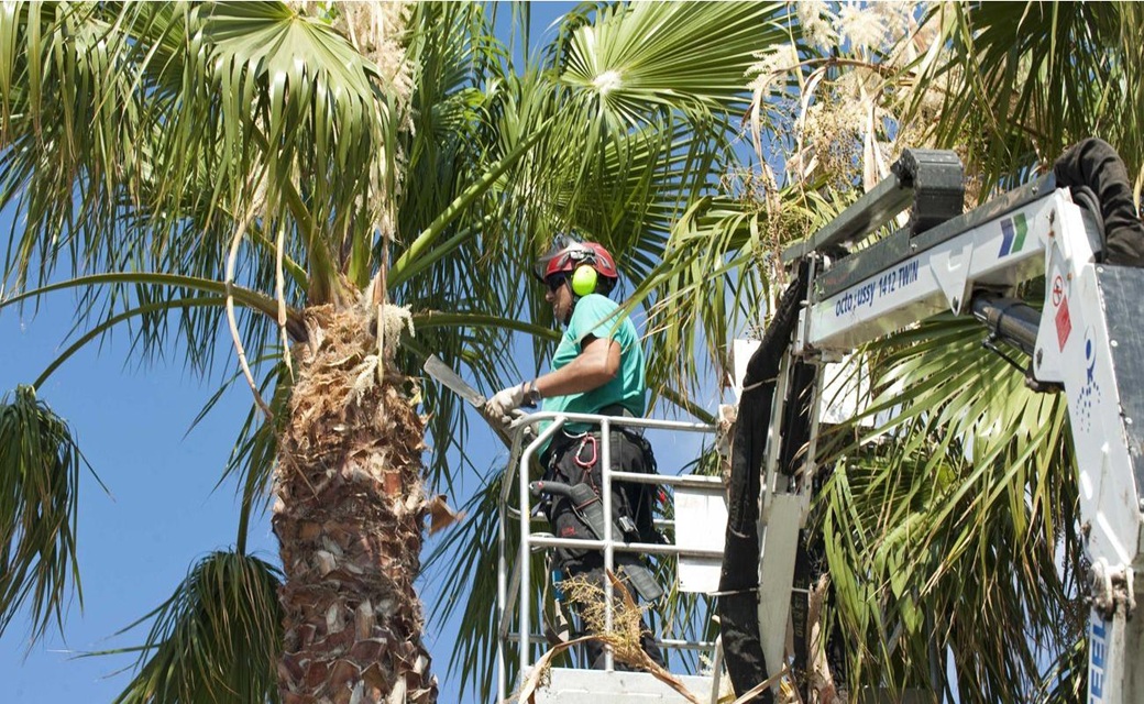 Corso Mombello di Sanremo chiuso al traffico dalle 7 di domani mattina per la potatura delle palme