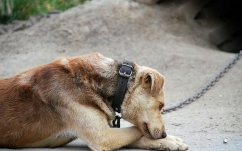 Incatenato sotto al sole sul terrazzo cane trovato morto