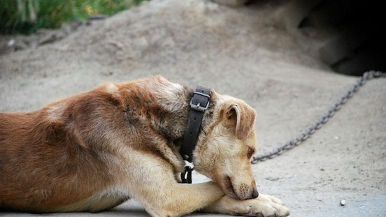 Incatenato sotto al sole sul terrazzo cane trovato morto