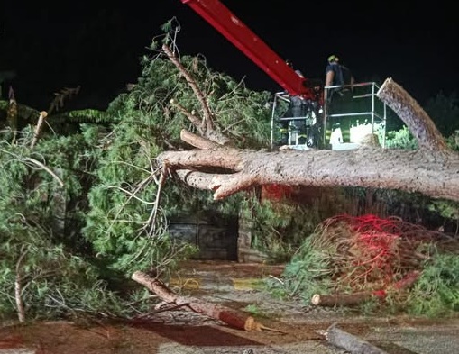 Albero crollato a Ventimiglia. Di Muro: “E’ uno dei 26 pini ad elevata criticità che verranno abbattuti”